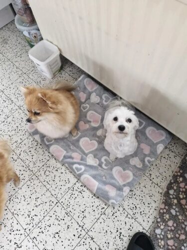 Covoras moale pentru caini si pisici, Fleece #PC93 photo review