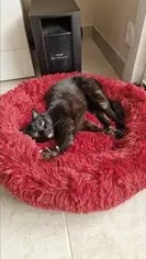 Patut Pufos Pentru Caini si Pisici - Visiniu #PC05 photo review