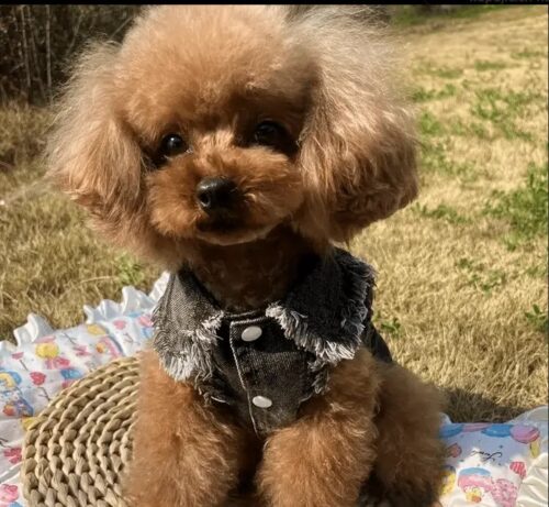 Vesta de Blugi - Stickere #HC1211 photo review