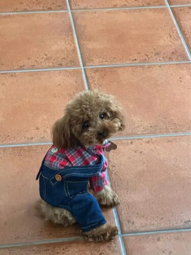 Salopeta de blugi cu Camasa si Papion, Rosie #HC1034 photo review