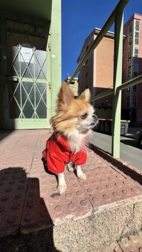 Geaca Matlasata, Impermeabila - Rosie #HC615 photo review