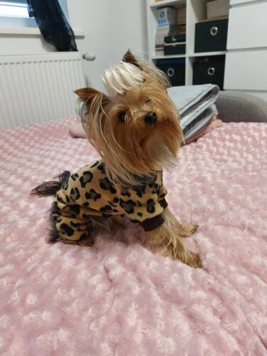 Salopeta Cocolino - Leopard #HC458 photo review