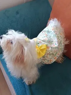 Rochita pentru Catei - Floricele #HC1152 photo review