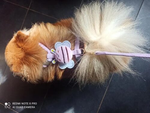 Set Ham Ajustabil + Lesa - Albinuta Mov #HH63 photo review