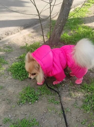 Papuci imblaniti pentru catei, roz, #P01 photo review