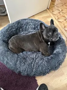 Pat Pufos Pentru Caini si Pisici #PC23 photo review