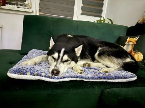 Covoras moale pentru caini si pisici, Fleece #PC93 photo review