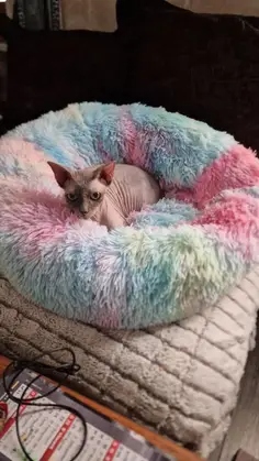 Patut Pufos Pentru Caini si Pisici - Curcubeu #PC08 photo review