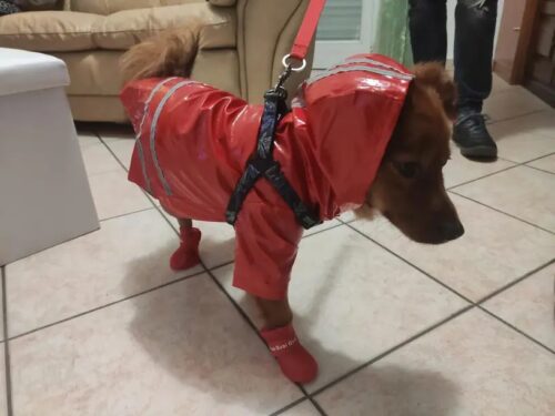 Papuci silicon pentru catei, impermeabili - Rosii #P12 photo review