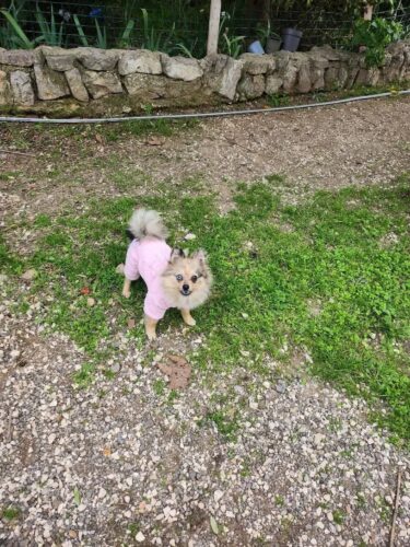 Salopeta Catifea, Imblanita, Buffy Couture, Roz #HC402 photo review