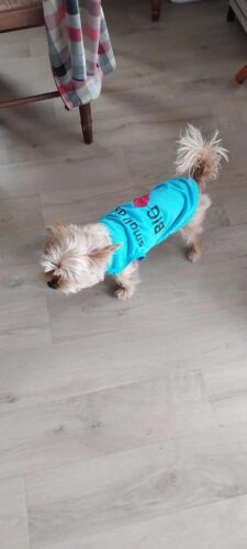 Tricou - Small Dog Big ❤️ - Albastru #HC1123 photo review