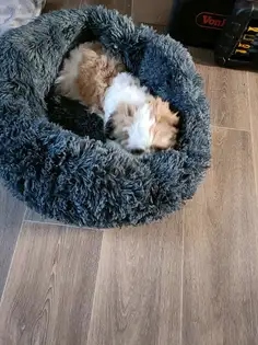 Pat Pufos Pentru Caini si Pisici #PC23 photo review