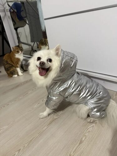 Salopeta imblanita, impermeabila, Argintiu #HC547 photo review