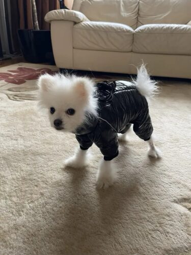 Salopeta Imblanita, Impermeabila, Inel Pentru Lesa HC1758-1764 photo review