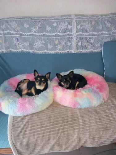 Patut Pufos Pentru Caini si Pisici - Curcubeu #PC08 photo review