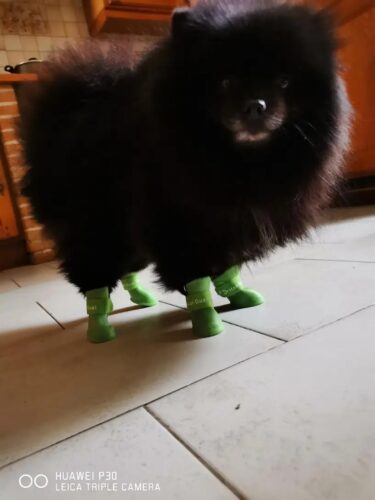 Papuci silicon pentru catei, impermeabili - Verde #P89 photo review