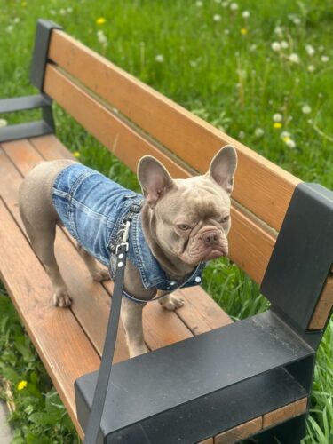 Vesta de Blugi, Albastra, Inel pentru lesa #HC1990 photo review