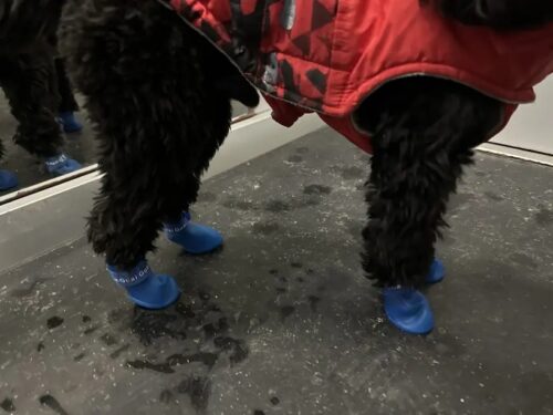 Papuci silicon pentru catei, impermeabili #P10 photo review