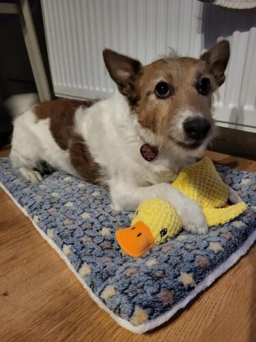 Covoras moale pentru caini si pisici, Fleece #PC93 photo review