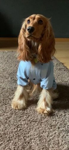 Pelerina Ploaie Pentru Catei, Albastra #HC350 photo review