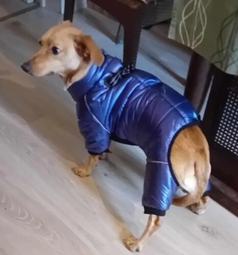 Salopeta Imblanita, Impermeabila, Inel Pentru Lesa HC1758-1764 photo review