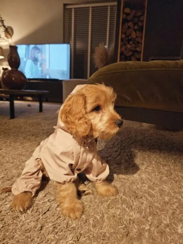 Pelerina Ploaie Pentru Catei, Roz #HC351 photo review