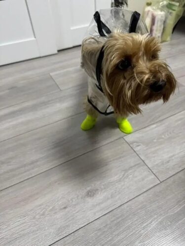 Papuci silicon pentru catei, impermeabili - Galben #P90 photo review