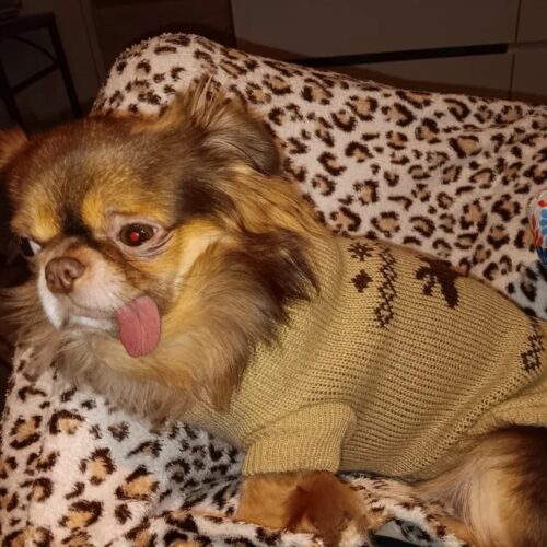 Pulover Tricotat - Crem #HC1559 photo review