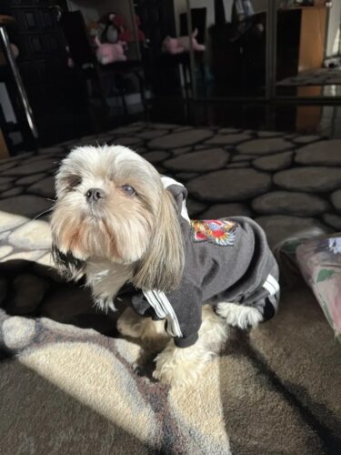 Trening Tiger - Negru #HC1013 photo review