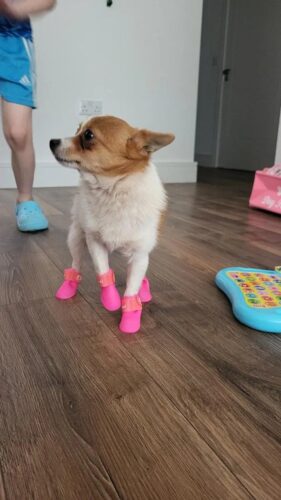 Papuci silicon pentru catei, impermeabili - Roz #P31 photo review