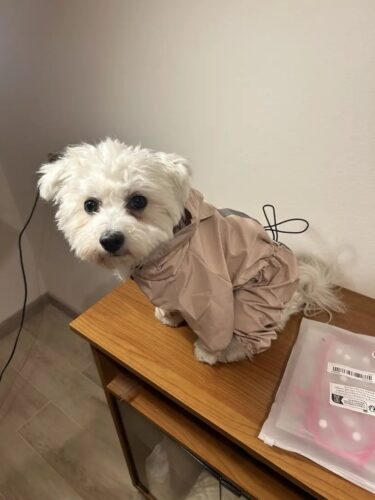 Pelerina Ploaie Pentru Catei, Roz #HC351 photo review