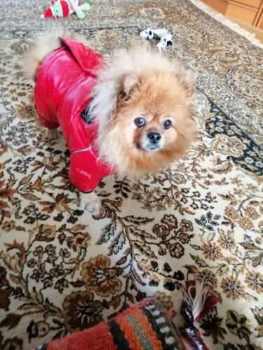 Salopeta Imblanita, Impermeabila, Inel Pentru Lesa HC1758-1764 photo review