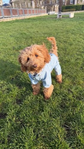 Pelerina Ploaie Pentru Catei, Albastra #HC350 photo review