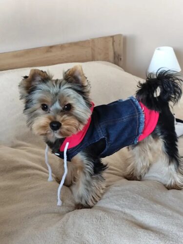 Vesta de Blugi cu Gluga Rosie #HC591 photo review