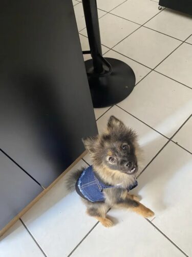 Vesta de Blugi cu Gluga Neagra #HC1201 photo review