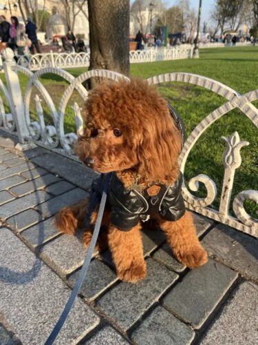 Salopeta imblanita, impermeabila, Neagra #HC548 photo review