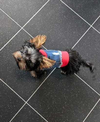 Vesta de Blugi cu Gluga Rosie #HC591 photo review