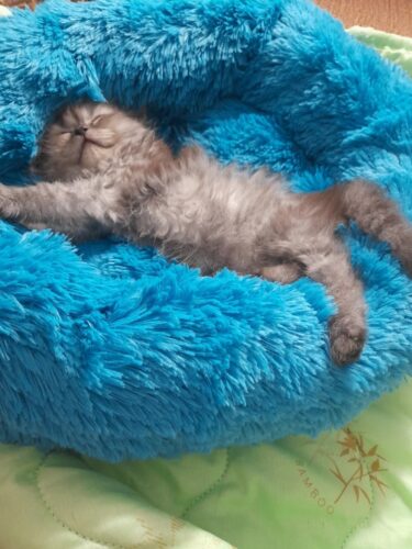 Patut Pufos Pentru Caini si Pisici - Albastru #PC02 photo review