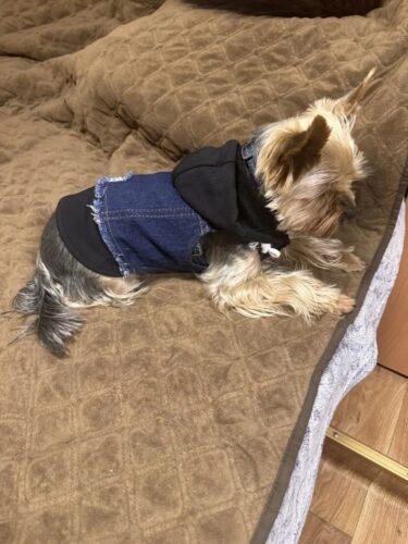 Vesta de Blugi cu Gluga Neagra #HC1201 photo review