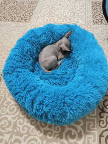 Patut Pufos Pentru Caini si Pisici - Albastru #PC02 photo review