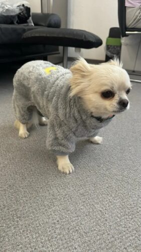 Salopeta Pufoasa, Inel pentru lesa, Gri #HC1806 photo review