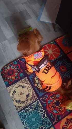 Trening USA, Portocaliu #HC369 photo review