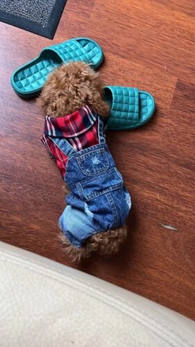 Salopeta de Blugi cu Camasa Rosie #HC1194 photo review