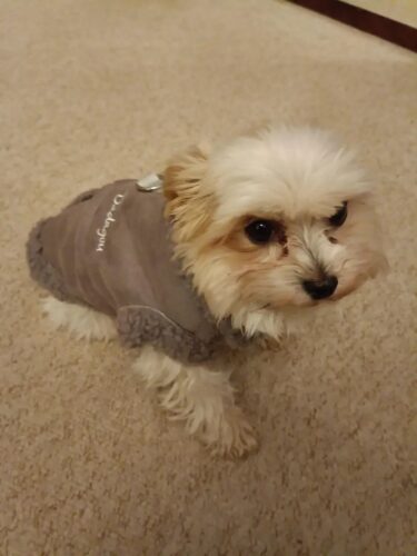 Vesta tip cojoc, Imblanita, Gri #HC1290 photo review