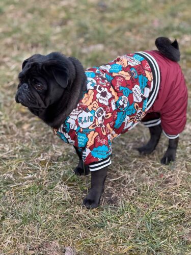 Salopeta imblanita pentru caini, Ilustratii Bitz, Maro #HC1811 photo review