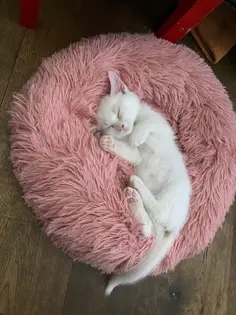 Pat Pufos Pentru Caini si Pisici #PC26 photo review