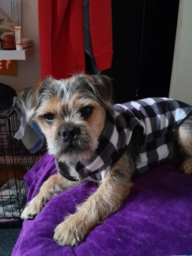 Camasa pentru Catei, Carouri - Neagra #HC669 photo review