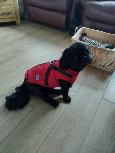 Vesta Impermeabila, Imblanita + Ham incorporat - Rosu #HC1561 photo review