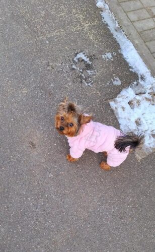 Salopeta Catifea, Imblanita, Buffy Couture, Roz #HC402 photo review