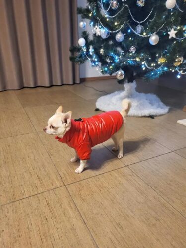 Geaca Matlasata, Impermeabila - Rosie #HC615 photo review